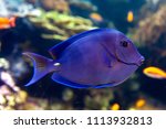 Coral reef fish with common name Atlantic Blue tang (Acanthurus coeruleus), blue barber, blue doctor, blue doctorfish, yellow barber, and yellow doctorfish, a surgeonfish found in the Atlantic Ocean