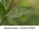 Small photo of Detail of a tree leaf with holes produced by some worm, larva or insect.