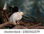 Small photo of Small, rare rain forest monkey with silvery-white fur, lying on a branch against blurred green background. Direct view. Silvery marmoset, Mico argentatus, eastern Amazon Rainforest, Brazil.