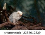 Small photo of Small, rare rain forest monkey with silvery-white fur, lying on a branch against blurred green background. Direct view. Silvery marmoset, Mico argentatus, eastern Amazon Rainforest, Brazil.