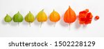 Small photo of Physalis gooseberry ground cherry or bladder cherry composition isolated on white