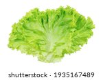 Lettuce. Salad leaf isolated on white background with clipping path