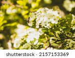 bee pollinates flowers  close... | Shutterstock . vector #2157153369