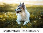 adorable german spitz breed dog ... | Shutterstock . vector #2158887079