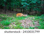 Small photo of A white tailed deer or Odocoileus virginianus is looking for food in Kennesaw Mountain. They were on the verge of existences in Georgia, US. But now they reappear thanks to wildlife management efforts