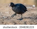 Common Eurasian Coot  fulica atra  going for a walk on the shoreline