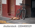 Small photo of Adult street dog sleeping next to a bike at the street in Xico, Veracruz, Mexico