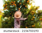 Woman wearing hat and picking tangerine from tree.  Working on the fruit harvest