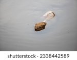 Small photo of A beaver comes swimming straight towards the viewer