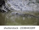 Small photo of A beaver swims in muddy water along a muddy embankment. A beaver swims through the image in side view. The water is muddy and the muddy embankment can be seen in the background.