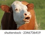 Small photo of A red-and-white cow with a white head lows in the sun. The open mouth makes it seem as if the beast is calling something to someone.