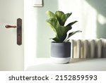 Small photo of Ficus Lyrata or Fiddle Fig houseplant on the white table in the room. Home gardening and connecting with nature concept