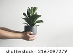 Small photo of Hands holding Ficus Lyrata or Fiddle Fig young plant in a gray flower pot, minimalist and scandinavian style with copy space