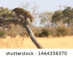 Small photo of Leopard eating a male impala on a tree in Moremi, Okavango Delta, Botswana. Leopard populations are decreasing due to loss of habitat and poaching for their pelts and traditional medicine.