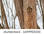 A cute American red squirrel in a Canadian forest sticks its head out of a hole in a hollowed out tree trunk, which stands against the snowy ground and surrounding trees in winter.