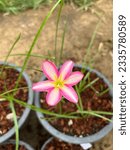 Small photo of One flower is called bourdin.which has a wide variety of species. Pink petals this type we call Wanthong.