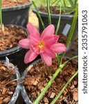 Small photo of One flower is called bourdin. Which has a wide variety of species. Soft and sweet pink this type we call Huachai Prachin.