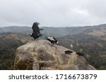 Endangered Andean Condor Couple ...