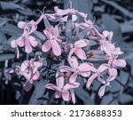 Soapwort Flower In Bloom At The ...