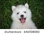 Close Up Of Siberian Husky Puppy