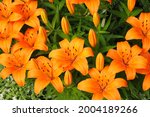 Bright Orange Lily Flowers....