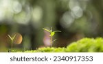 Small photo of Moss and fern style plants proliferate grow cover stump the forest floor in the garden.