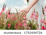 Hand of woman touching blossoming flowers in a flower field