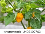 Small photo of Growing yellow mildly hot pepper Trinidad perfume belonging to the species Capsicum chinense.