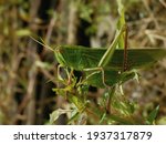 Grasshopper is a species of chewing herbivorous insects.