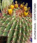 Small photo of Closeup of bartel cactus with yellow fruit