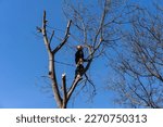 Lumberjack on a tree conducting mountaineering tree cutting