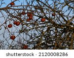 Frozen Brown Apples On The Bare ...