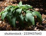 Small photo of hosta GRETCHEN'S GRACE grows and blooms in the garden in summer