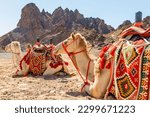 Small photo of Harnessed riding camels resting in the desrt, Al Ula, Saudi Arabia