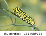 Caterpillar Of Papilio Machaon  ...