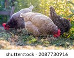 Free range Hens - blue and gray-colored hen in garden, between bushes, the light of the setting sun