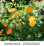 Small photo of Calendula Officinal. Officinal Plant. Yellow flowers in sunlight