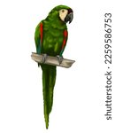 Chestnut Fronted Macaw. Green...