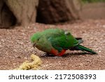 Australian King Parrot Eating...