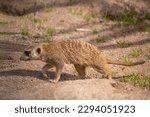 Portrait of Meerkat Suricata suricatta, African native animal, small carnivore belonging to the mongoose family. High quality photo