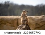 Portrait of Meerkat Suricata suricatta, African native animal, small carnivore belonging to the mongoose family. High quality photo