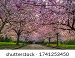Small photo of Cherry tree boulevard with pink blossoms (flowerage) bear frailty. Sakura trees blooming with thick texture of pink flowers shelter an empty alley at sunrise conveying gentle, mild and touchy feelings