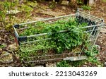 Shopping Cart With Growing...