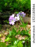 Small photo of Purple flowers of Wild Geranium, with green forest as background. Mount Tammany, Delaware Water Gap, located on the border of New Jersey and Pennsylvania, USA. Geranium maculatum, Nature, Garden.