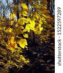 Small photo of Autumn colors. Sun rays shining down on golden yellow leaves in the forest of Delaware Water Gap, PA, USA. Fall foliage, Nature background, Wildness, Hiking, Environment, Season.
