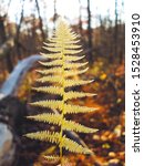 Small photo of Autumn colors. Ostrich Fern turning from green to light golden brown, in the forest of Mount Tammany, Delaware Water Gap, USA. Matteuccia struthiopteris. Fall foliage, Nature, environment, wildness