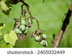 Small photo of Damaged rotten brown dried grapes on branch with vine leaves in vineyard in autumn. Bad harvest. Ripe juicy crop. Overripe organic grape. Delicious white wine. Moldy putrid vine. Winery industry. Fall