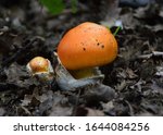 Ceaser's Mushroom  Amanita...