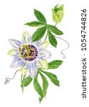 Watercolor Passion Flower...