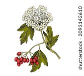 hand drawn viburnum with... | Shutterstock .eps vector #2093142610